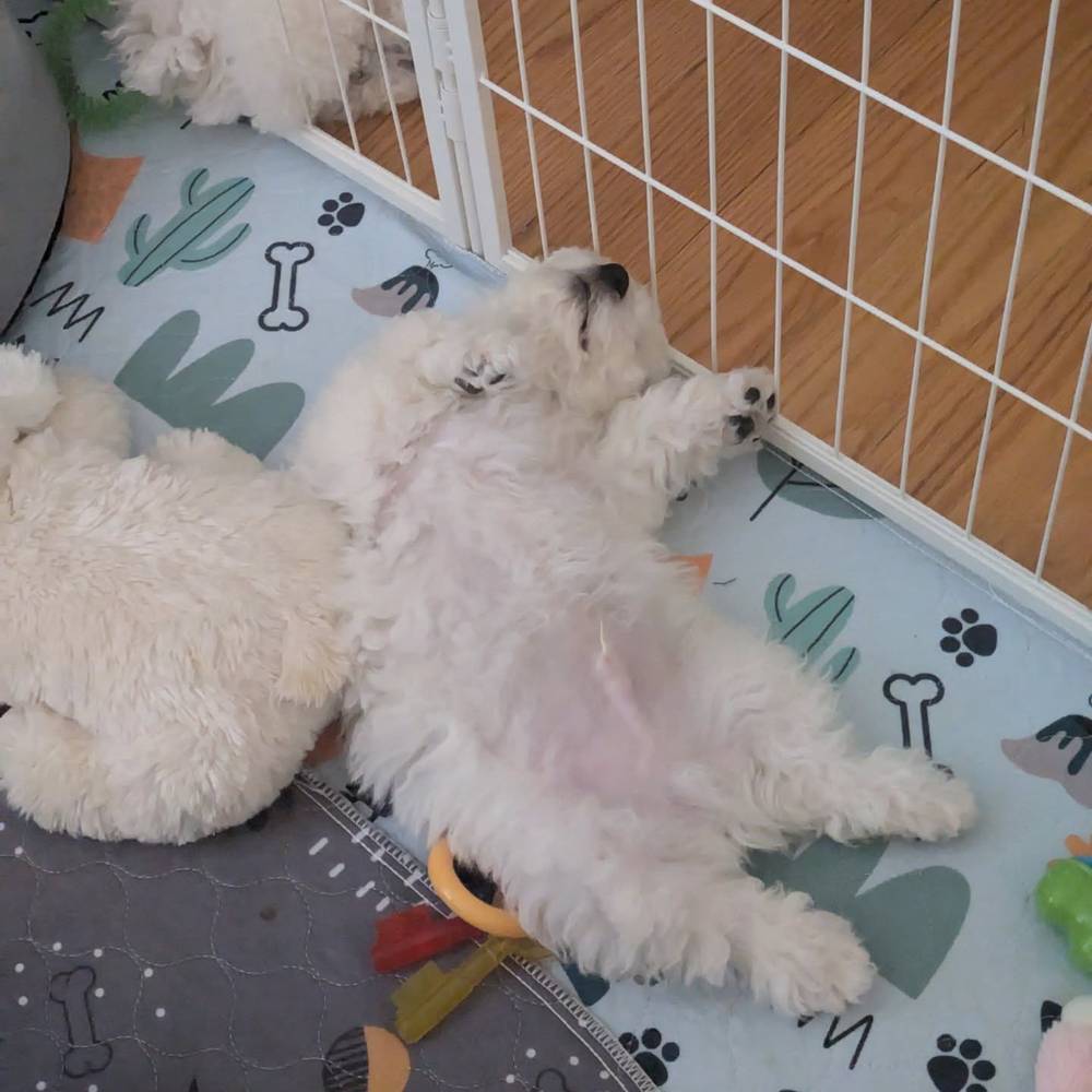 Various sleeping poses from my first week at home 😴, photo 2 of 8