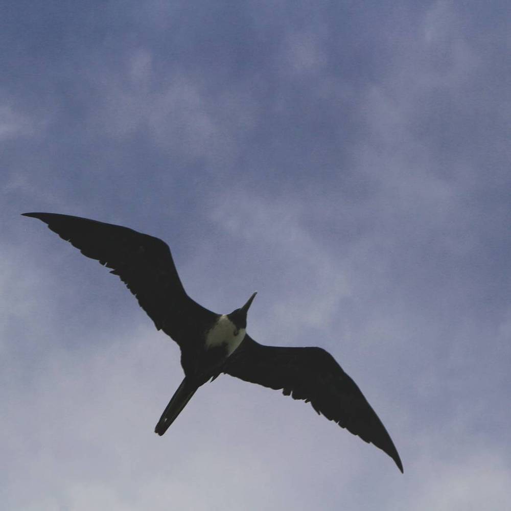 Frigatebird