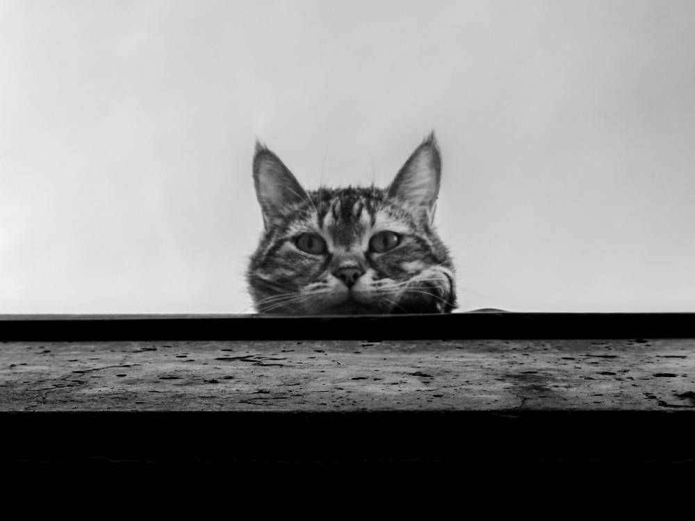 oh hi