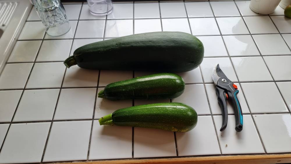 3 courgettes on the kitchen counter: 2 normal ones and one huge one