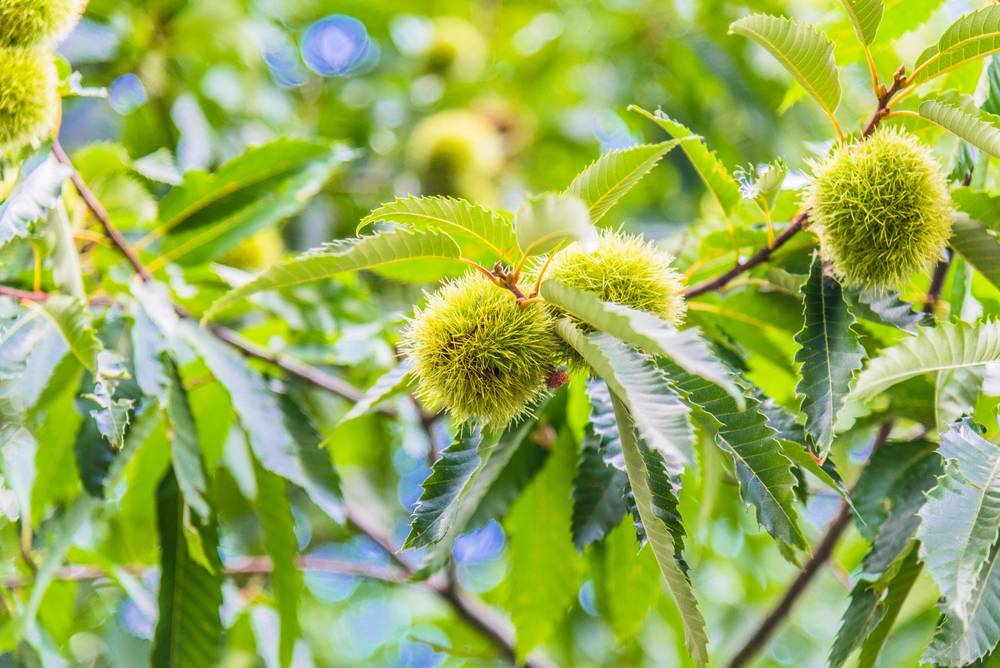 Erizos verdes, promesas de otoño