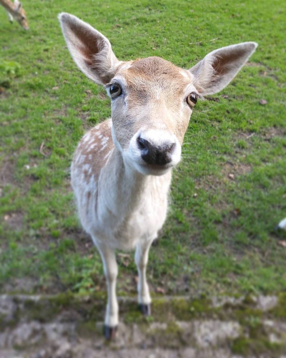 A young deer standing in a grassy field, looking directly at the camera.