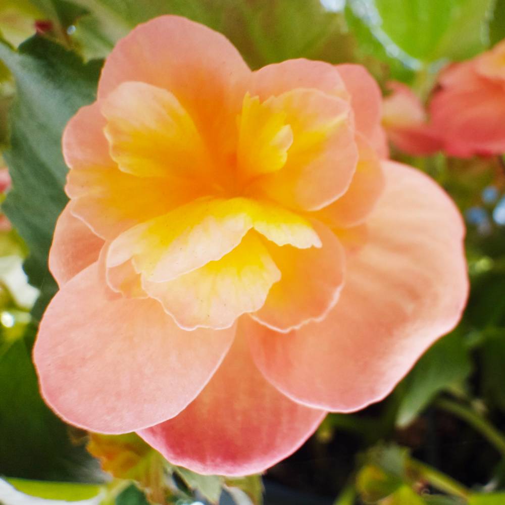 Begonia
