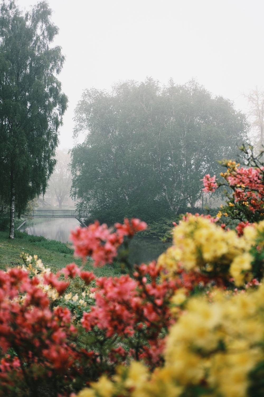 Foggy Stadswandelpark, photo 2 of 7