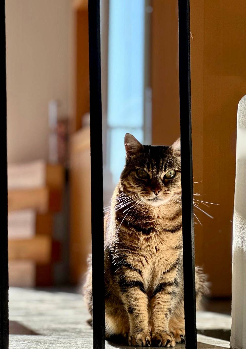 The cat in house...