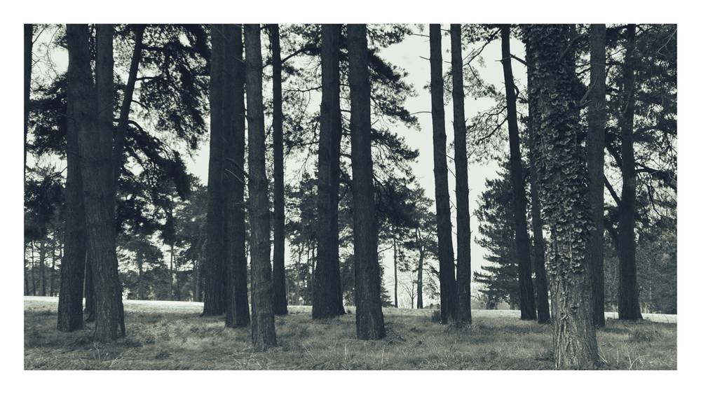Black and white photo of a group of pine trees in a grass setting with the right one covered in ivy