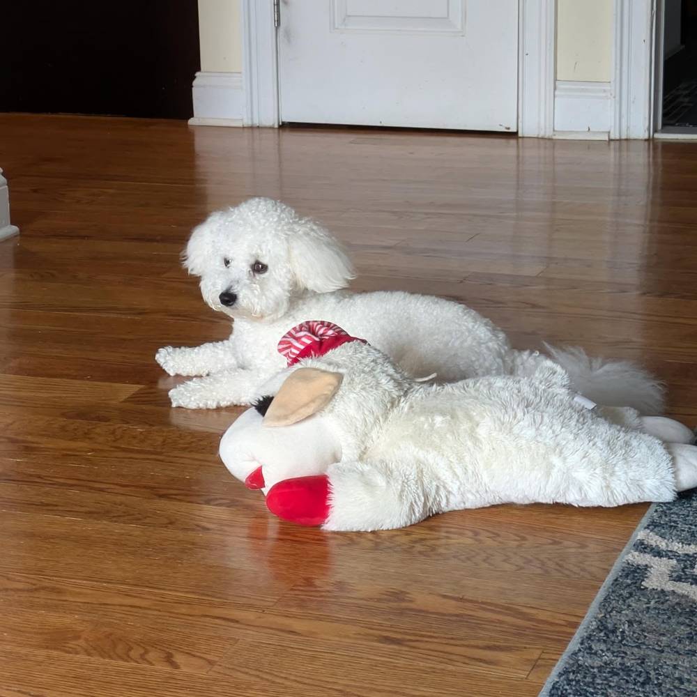 I look just like my lamb chop!