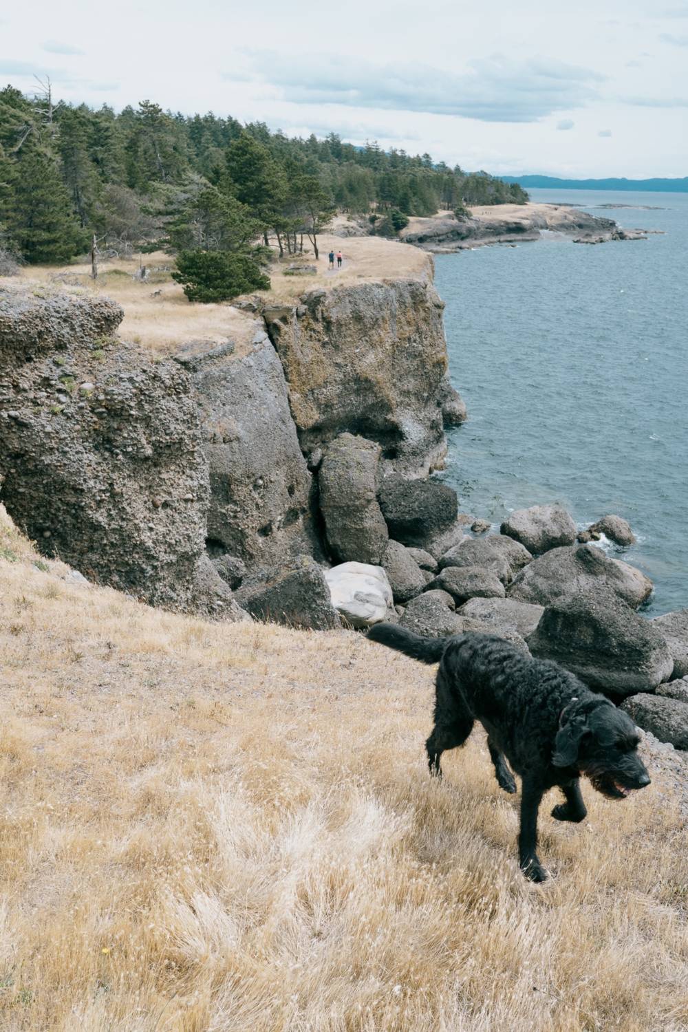 Dog moves through vista and other scenes
