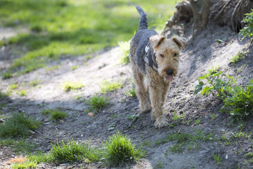 An Airedale Terrier walks along a muddy hillside path among trees.