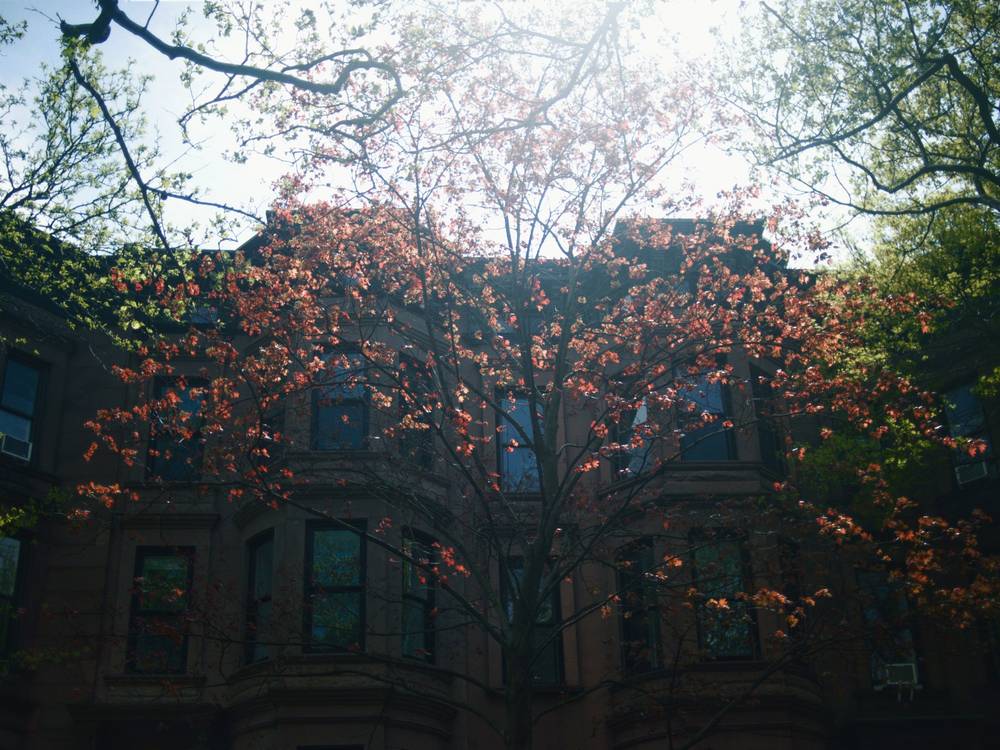 Spring leaves