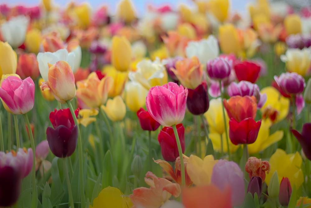 Tulips