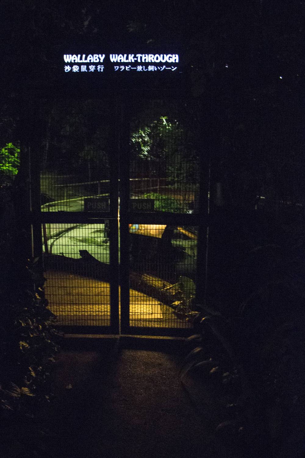 Singapore 2016 · Night Safari, Wallaby Trail