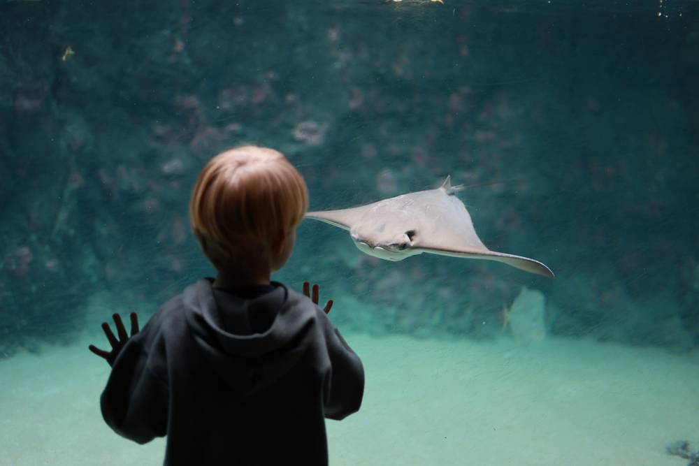 Guido's kid looking eye-to-eye with a stingray
