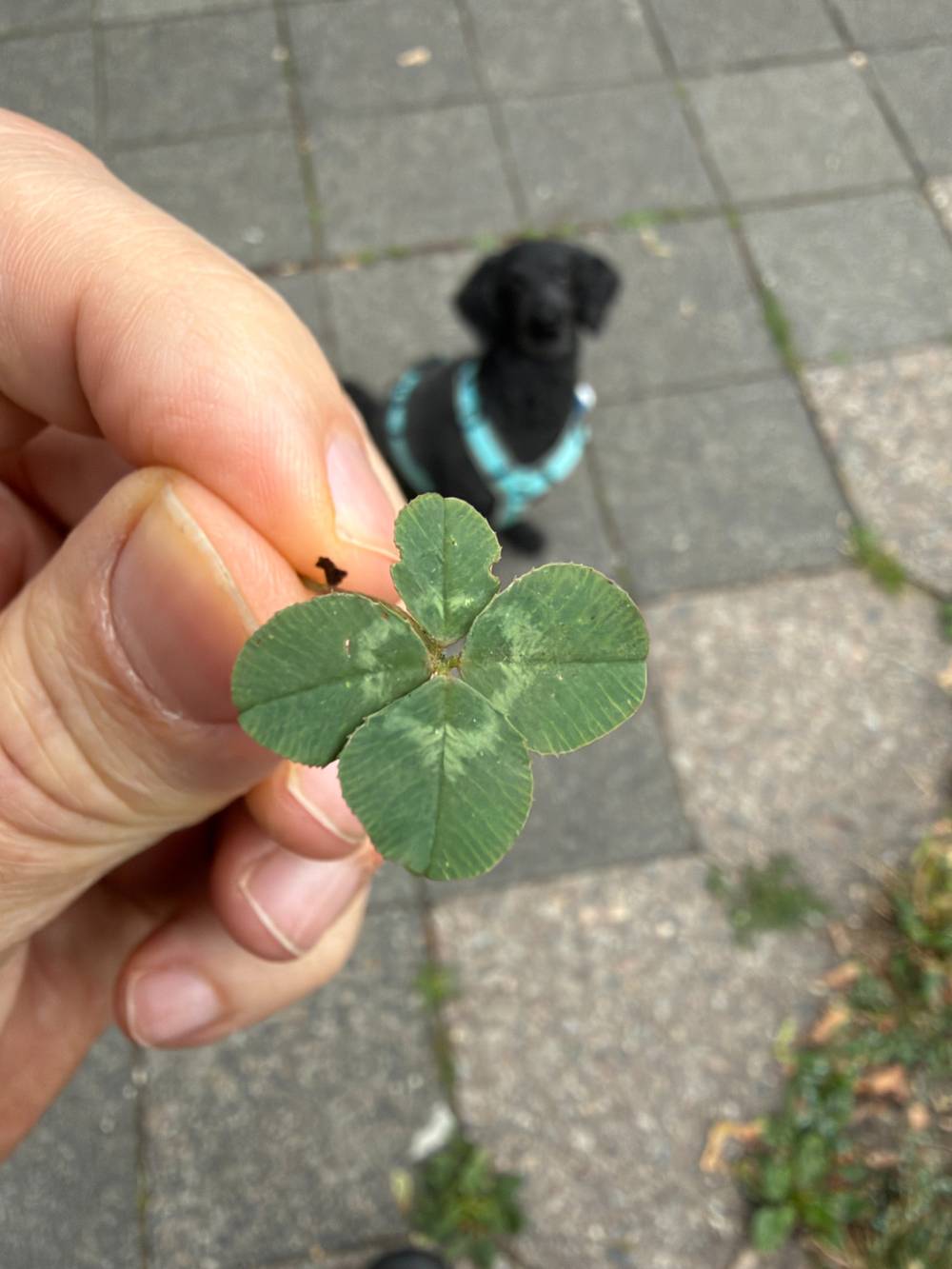 ein vierblättriges kleeblatt in meiner hand und frida (wartend).