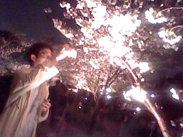 Cherry Blossom at Night