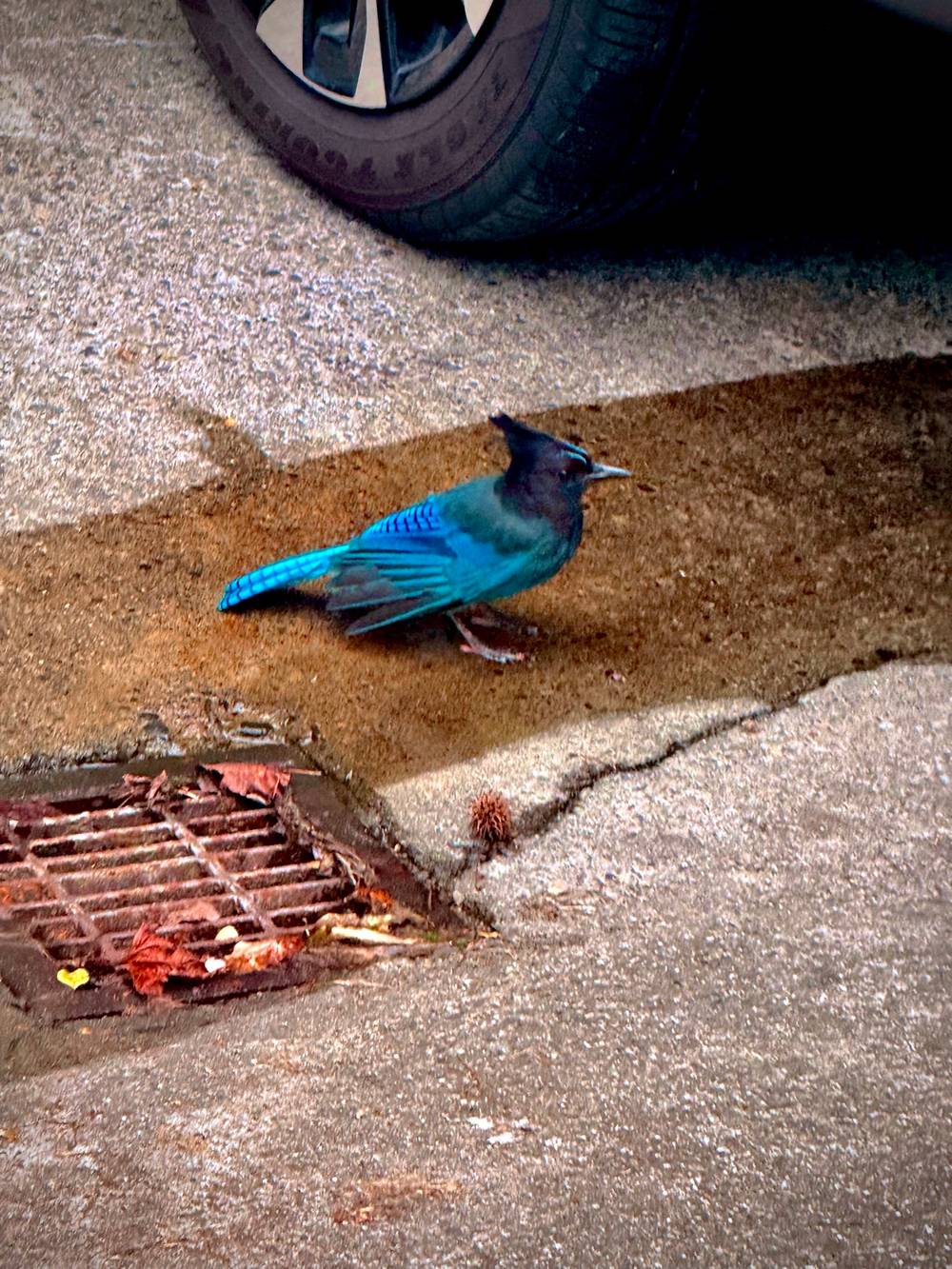 Bluebirb