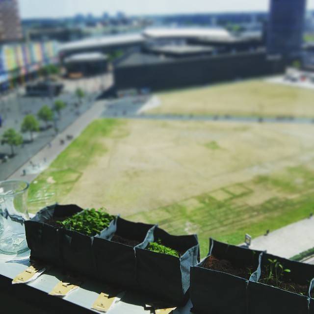 An aerial view of raised garden planters with young seedlings on a rooftop, overlooking a city square.