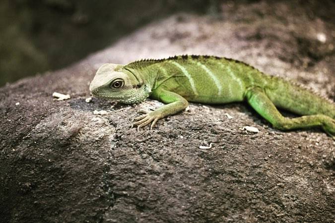 A green Chinese water dragon lizard resting on a rock.