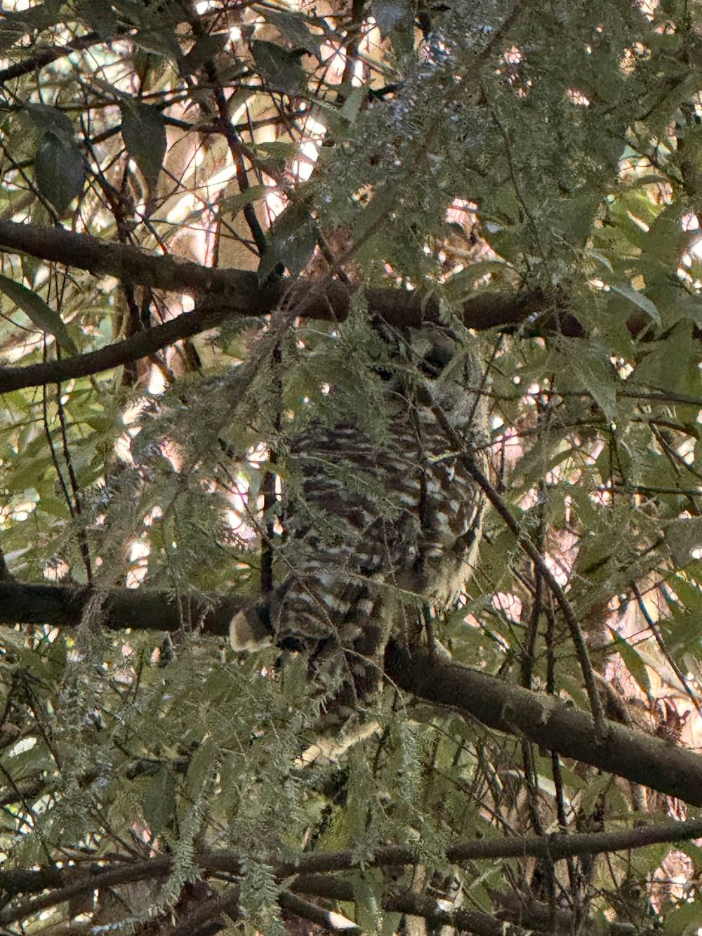 sometimes you spot the owls