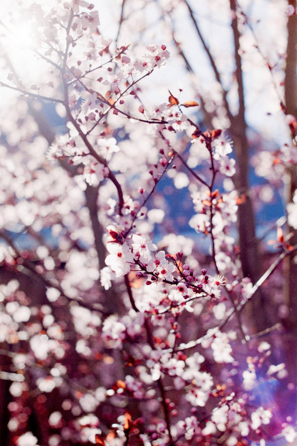 Cherry blossoms with intense bokeh and a pinkish lens flare
