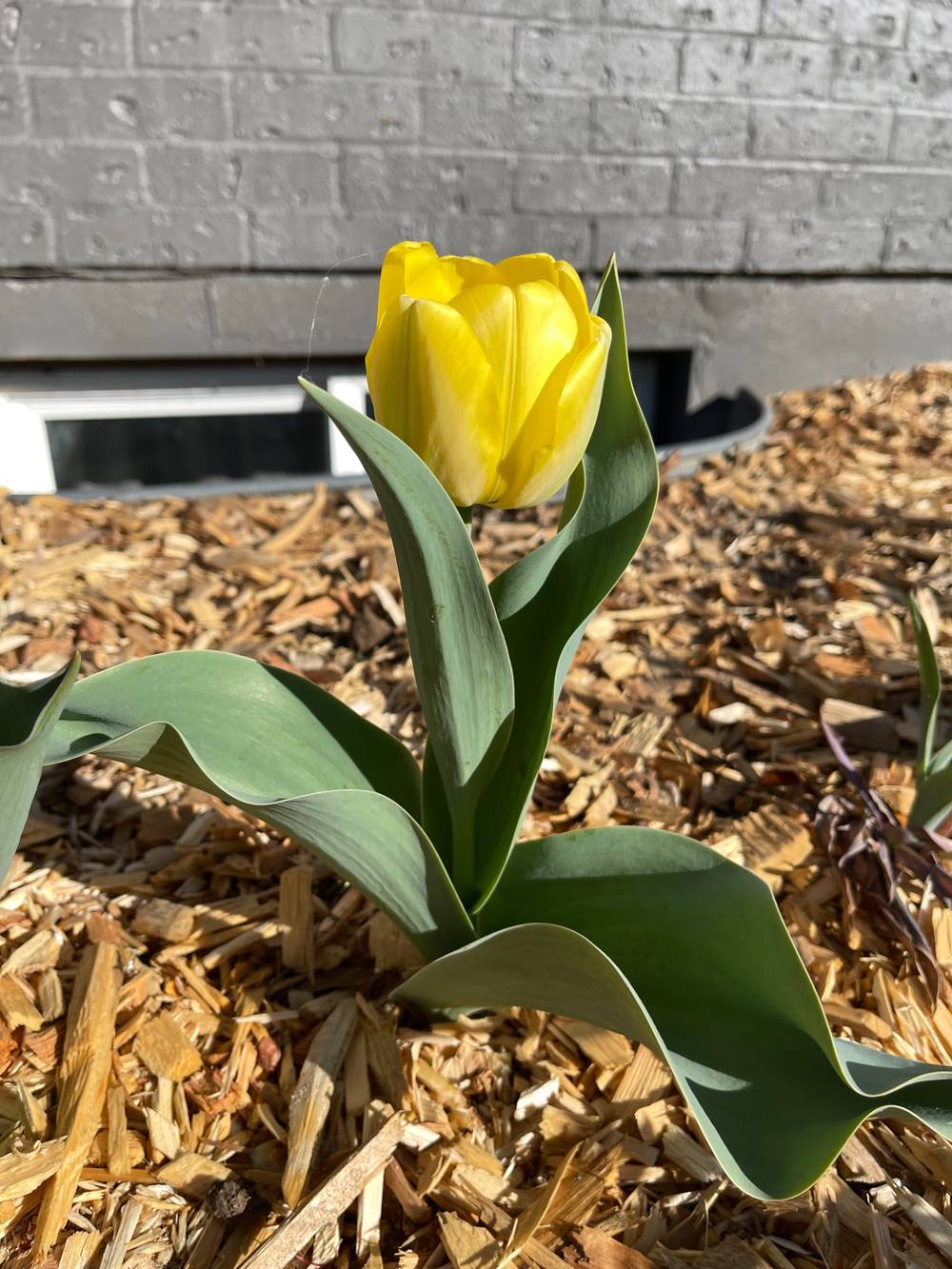 Yellow tulip