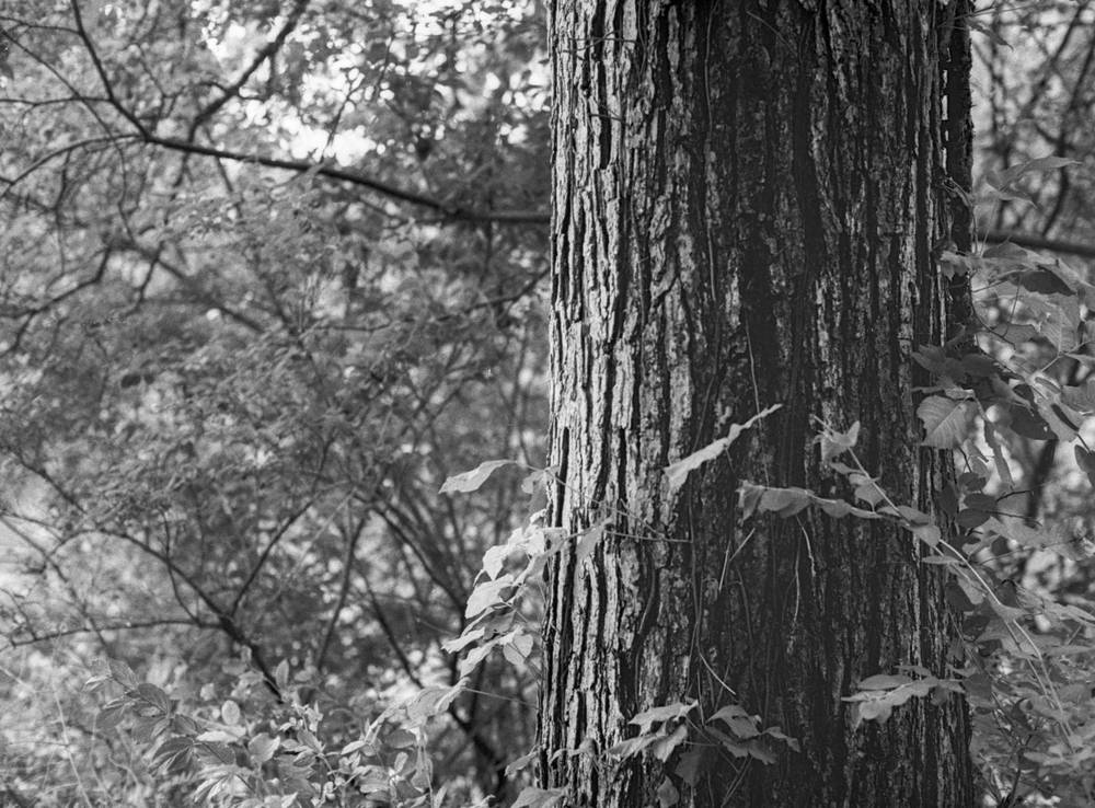 A close-up shot of a tree trunk in black and white. The trunk takes the right half of the frames with foliage on the background to the left. Light illuminates the trunk's bark from the left.