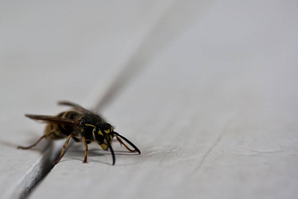 A close macro shot of a wasp on a white surface.