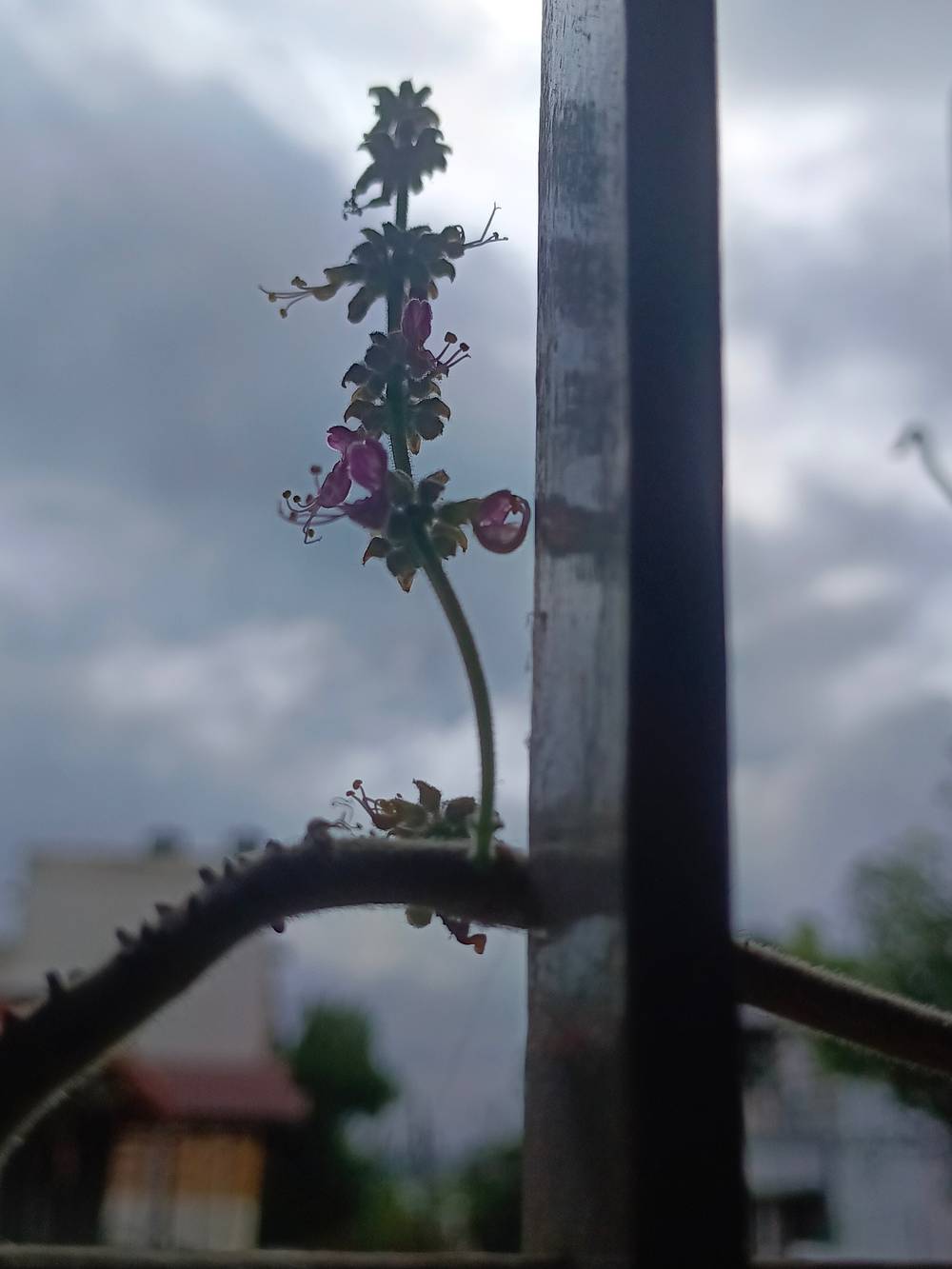 Flower sprouting out of the stem of a plant