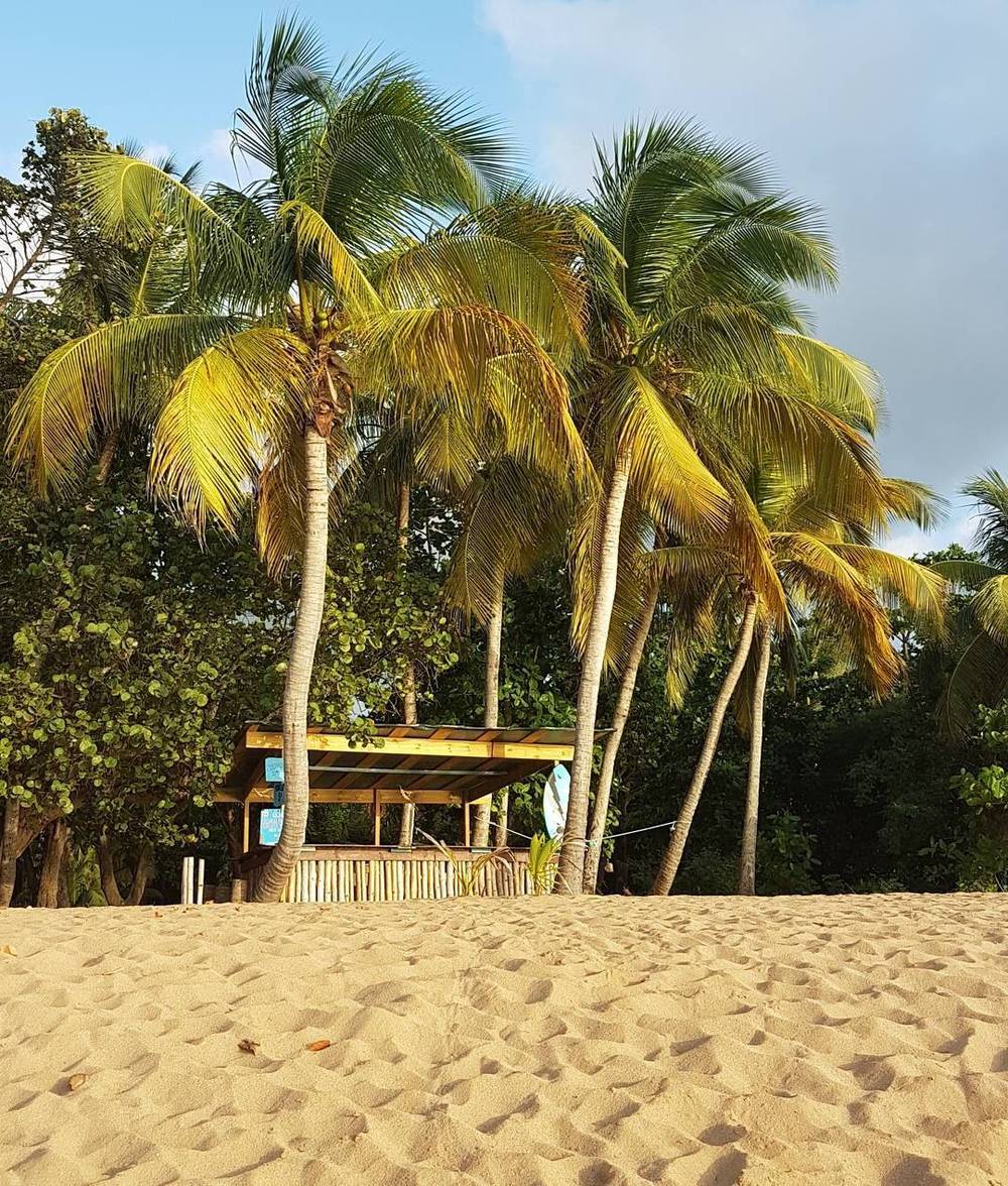 A beach hut surrounded by palm trees on a sandy shore.
