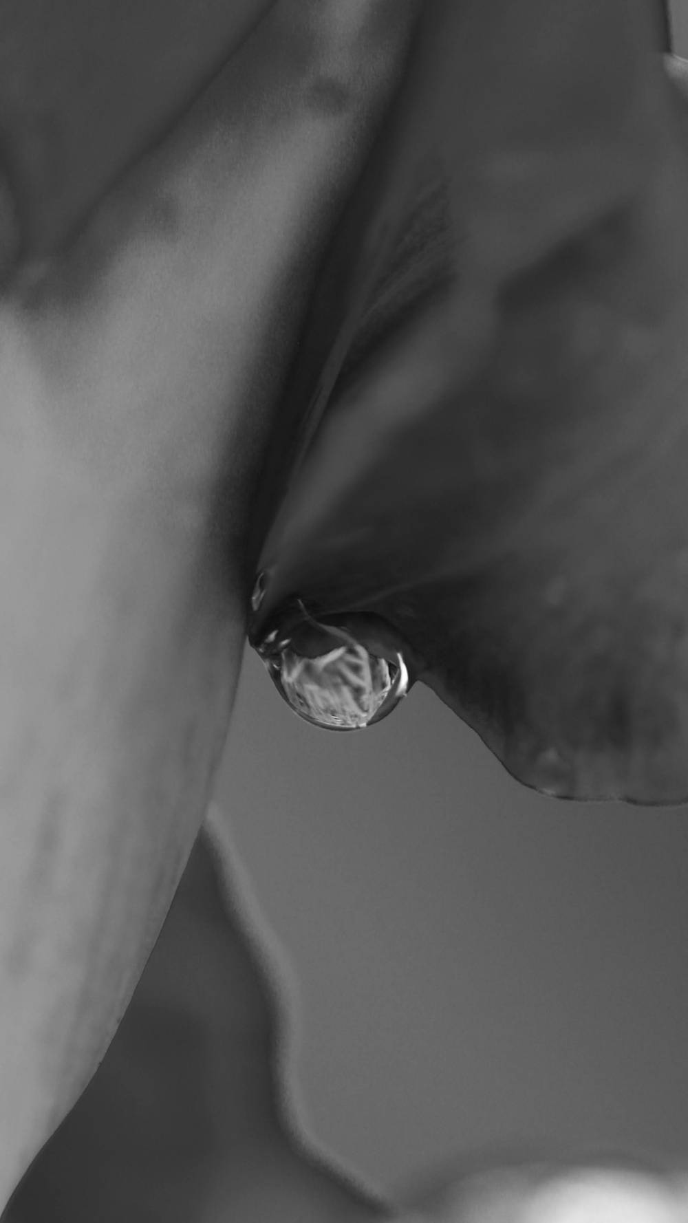 Nature's  Intimacy