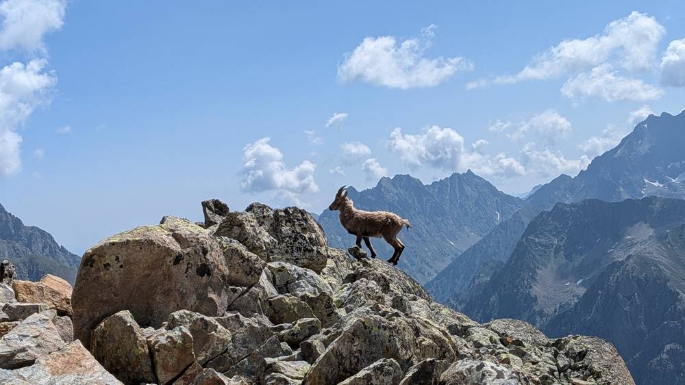 Young male Ibex