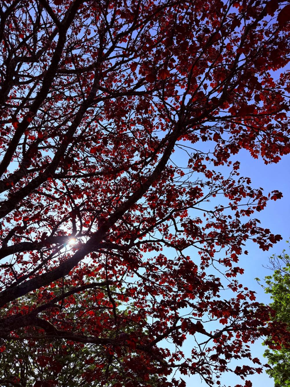 Red Leaves