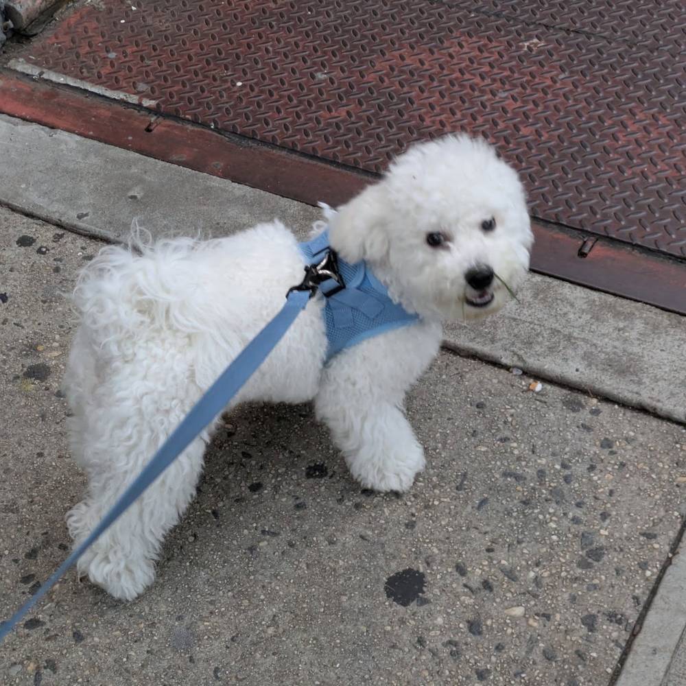 I had a grass mustache today, but I wouldn't let mommy get a good picture of it 😜, photo 2 of 2
