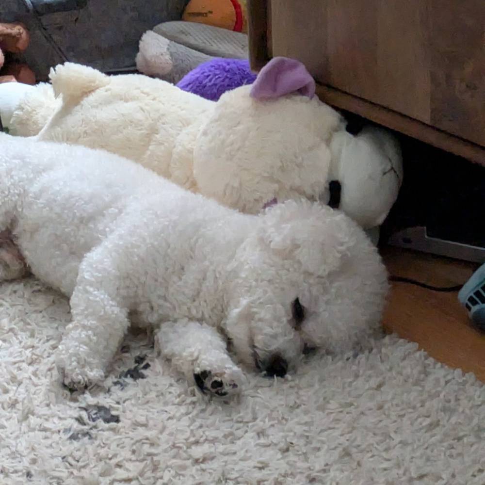 Getting ready for a little afternoon nap 😴, photo 1 of 1