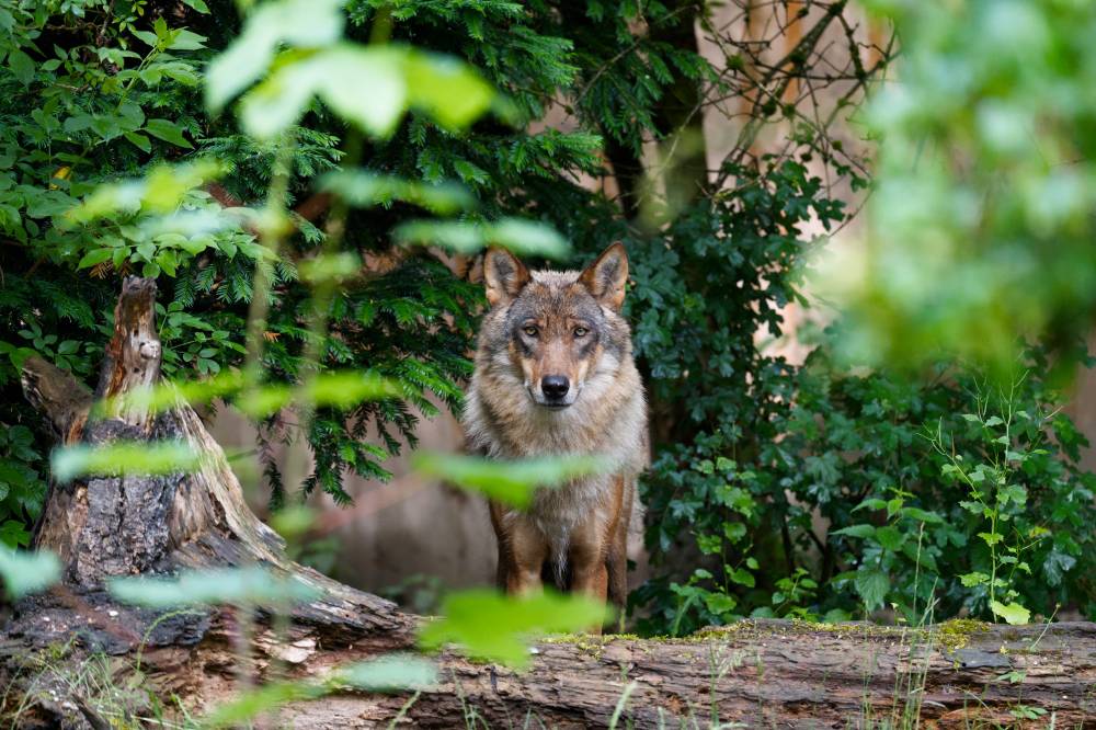 A wolf standing between trees, staring right into the camera