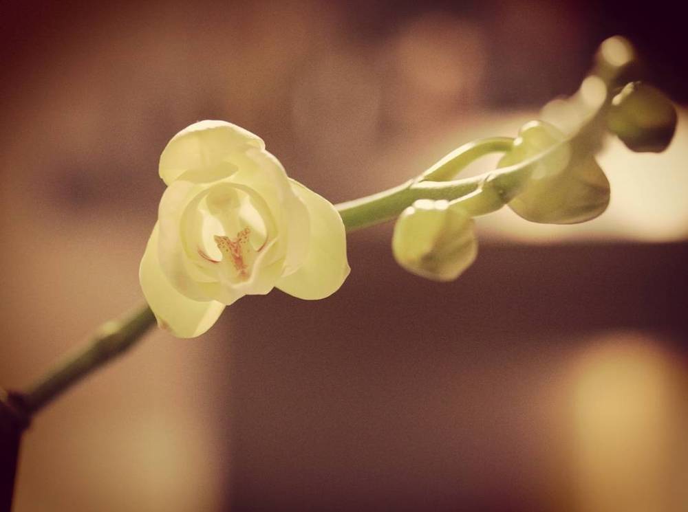 A close-up of small white orchid flowers on a stem against a blurred warm background.
