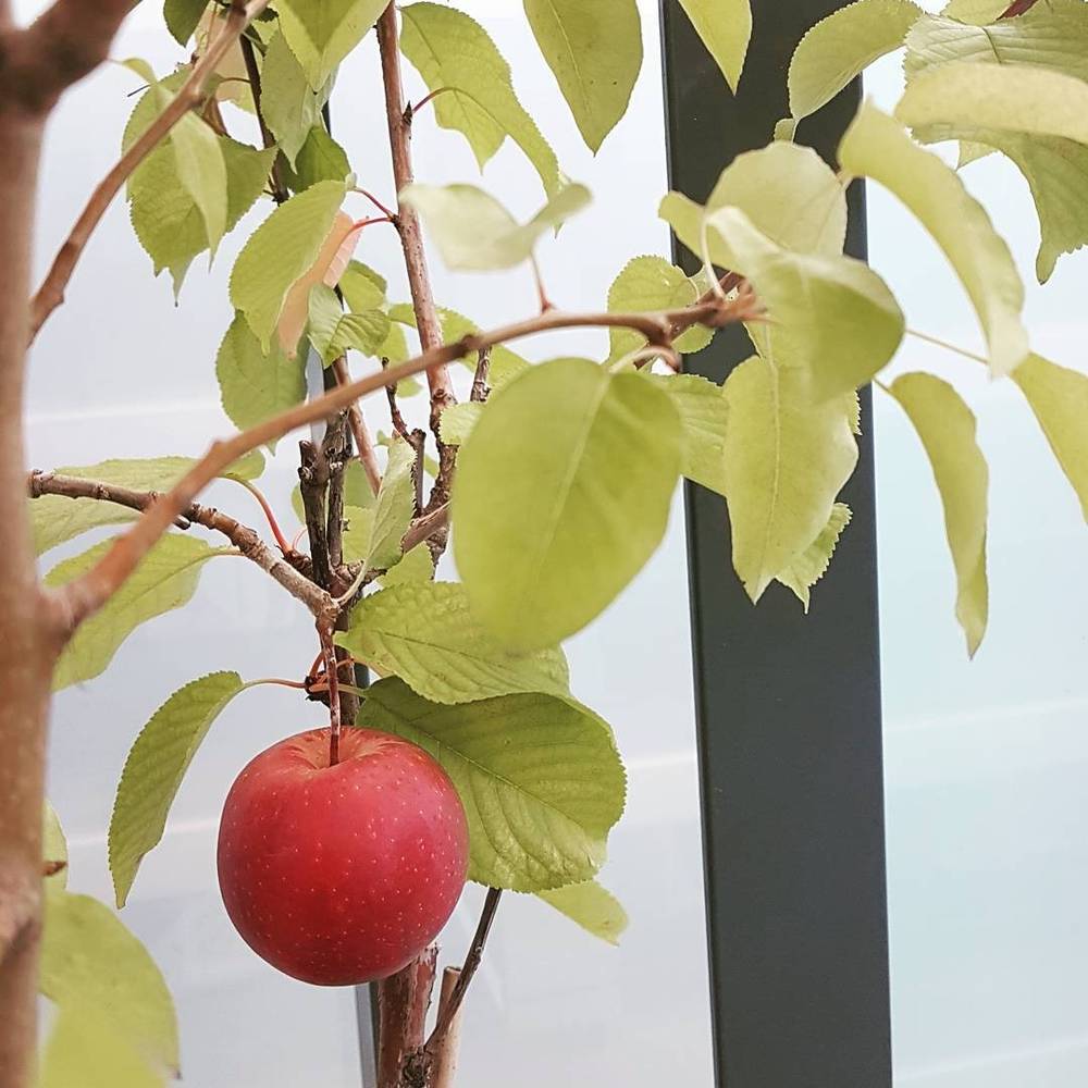 A single red apple hanging among green leaves on a tree branch.