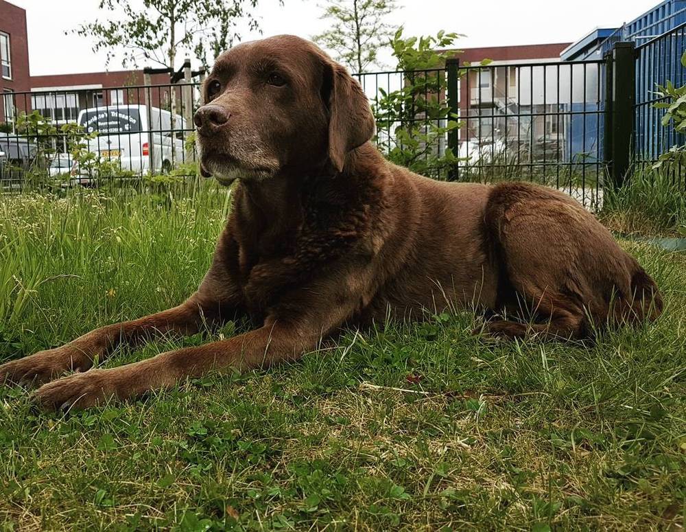 A brown Labrador dog lying in grass beside a fence.