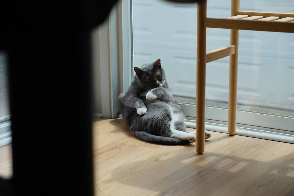 A grey tuxedo cat lies against a window on a wood-textured floor. She is on her back, but she is folded back towards her tummy due to grooming. A metal pillar is visible in the foreground, with a wooden table leg near the cat and a garage door visible in the background.