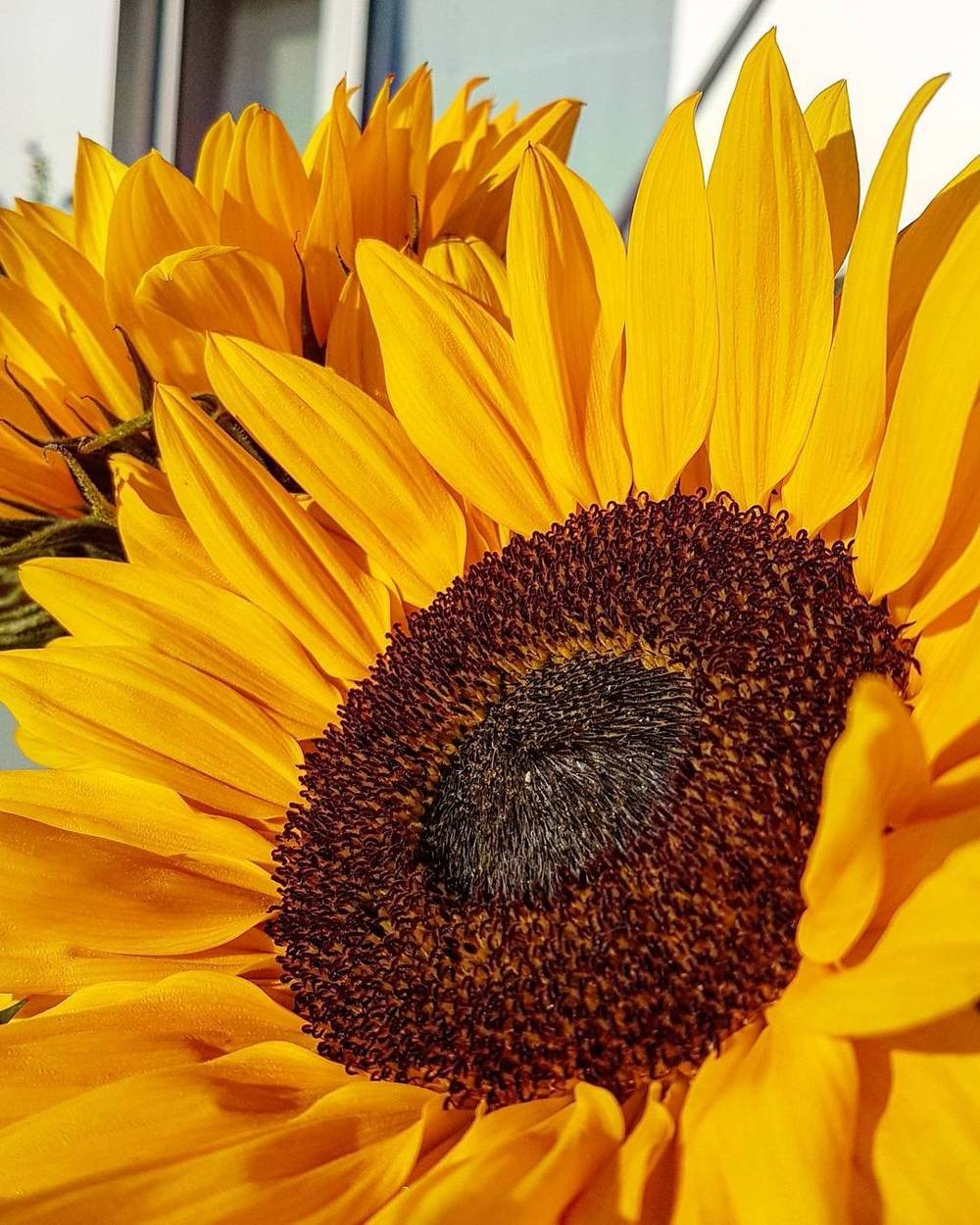 Close-up of a bright yellow sunflower in bloom.