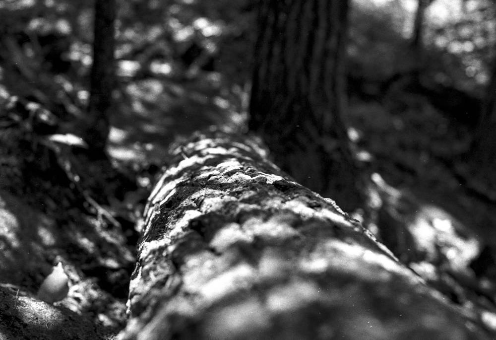 Mottled Log