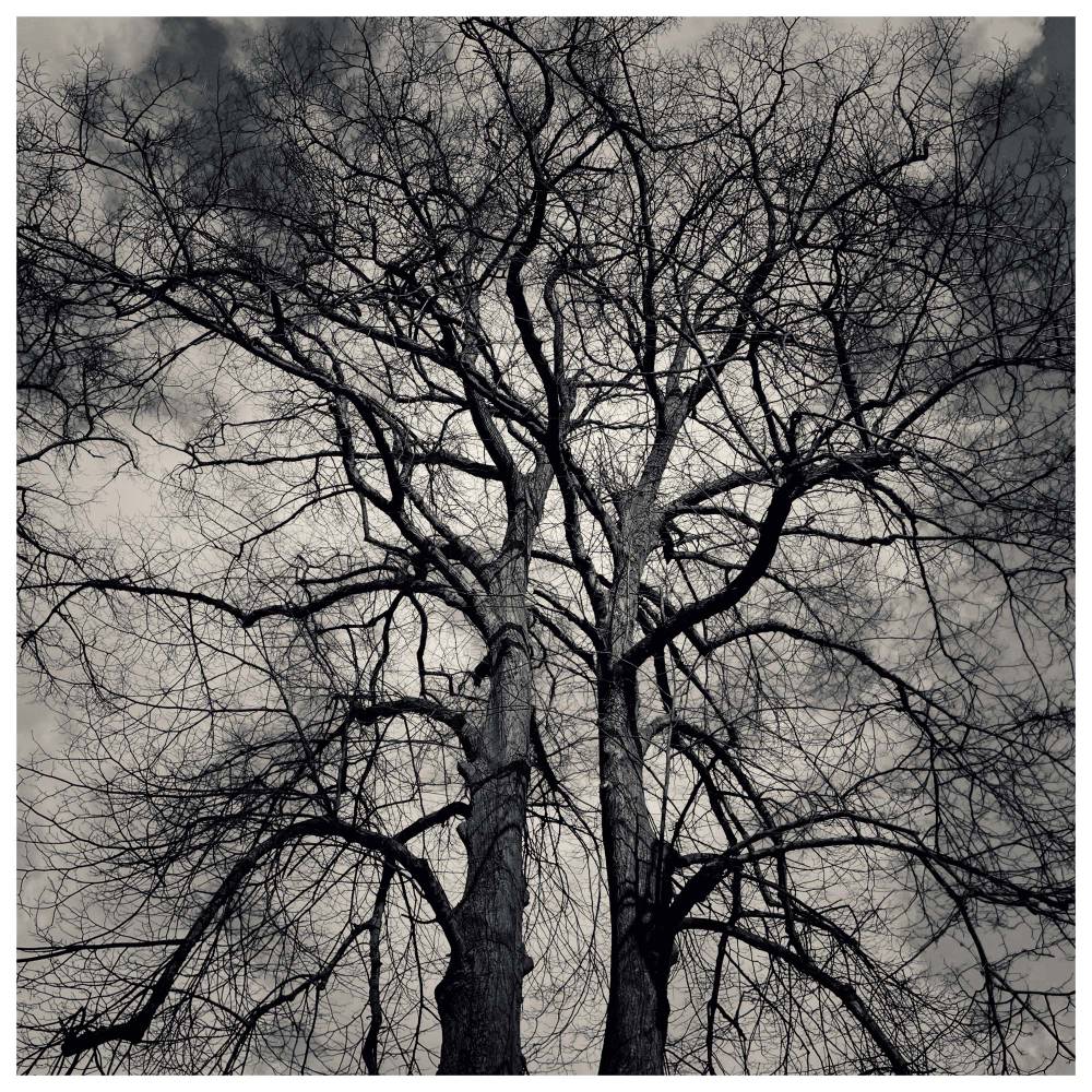 Two Trees, Norwich, 2023