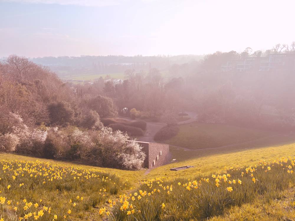 A steep grassy hillside dotted with bright yellow daffodils slopes down toward a valley. Below, a modern stone building sits among trees with white spring blossoms. A soft hazy mist covers the distant fields and houses.