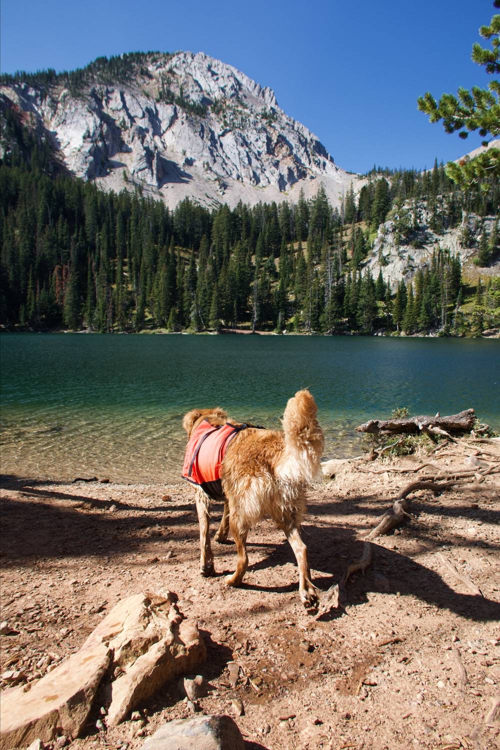 Canon PowerShot G7 X Mark III
f/4 1/1000s

Auto Generated Text: A fluffy, light-brown dog wearing an orange life vest stands on a dirt shoreline facing away from the camera, looking out over a calm turquoise lake toward a dense pine forest and a rugged rocky mountain peak under a clear blue sky.