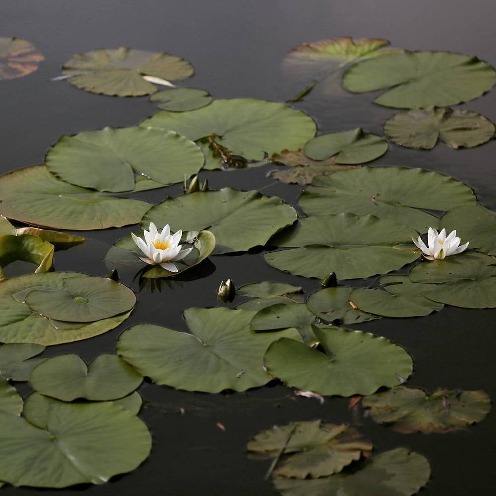White water lilies floating among lily pads on a pond.