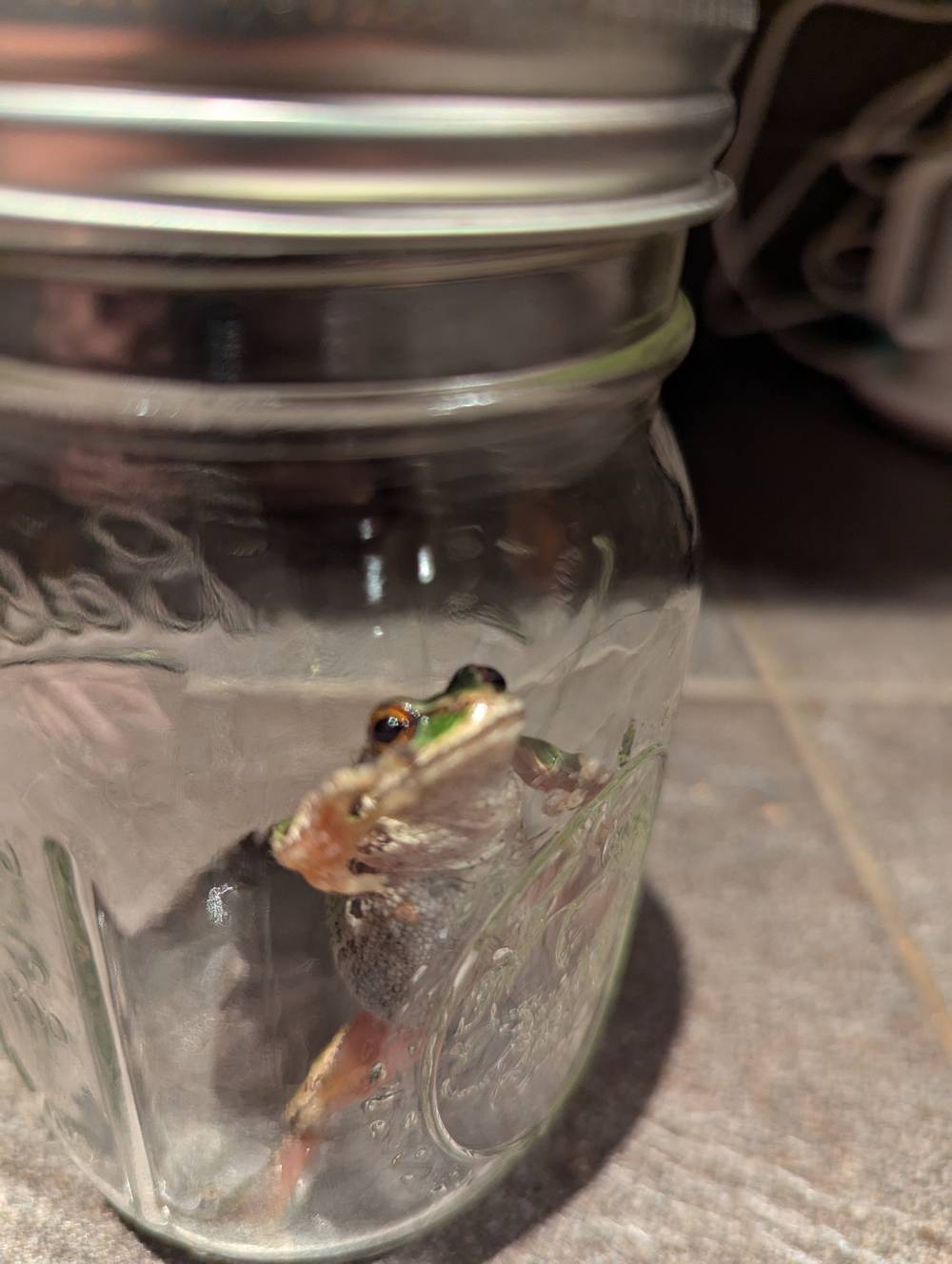 A small tree frog in a mason jar. I came home one night in July to find this frog hopping around my kitchen. I provided the jar taxi service back out to the deck.