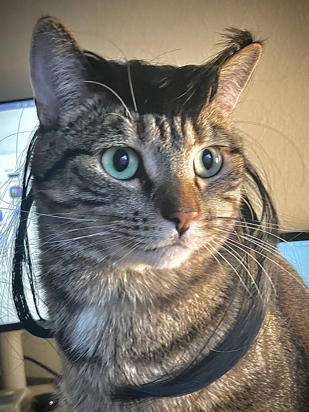 Coco tried wigs today, not that she’s bald or anything.