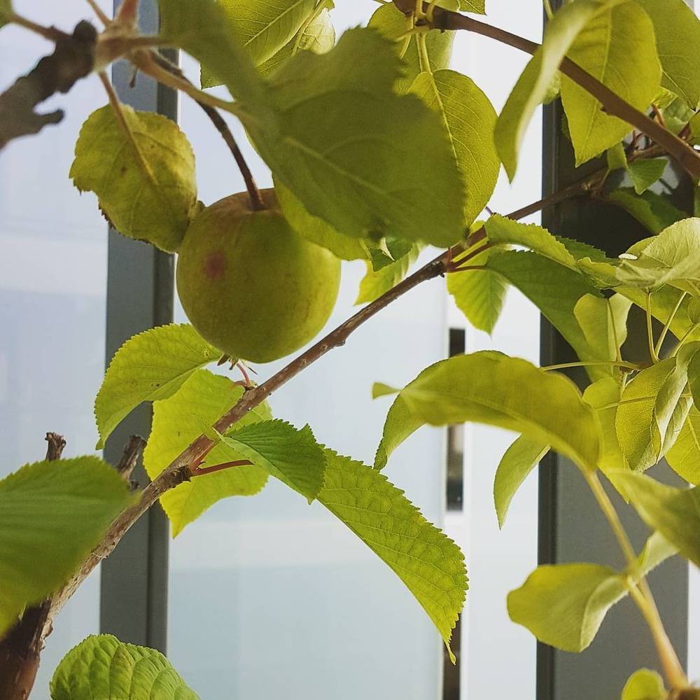 Oh hey: one of my fruit trees actually has a fruit!