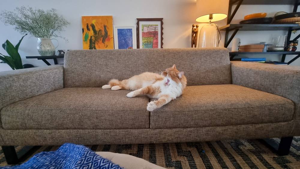Cat jawning on the couch