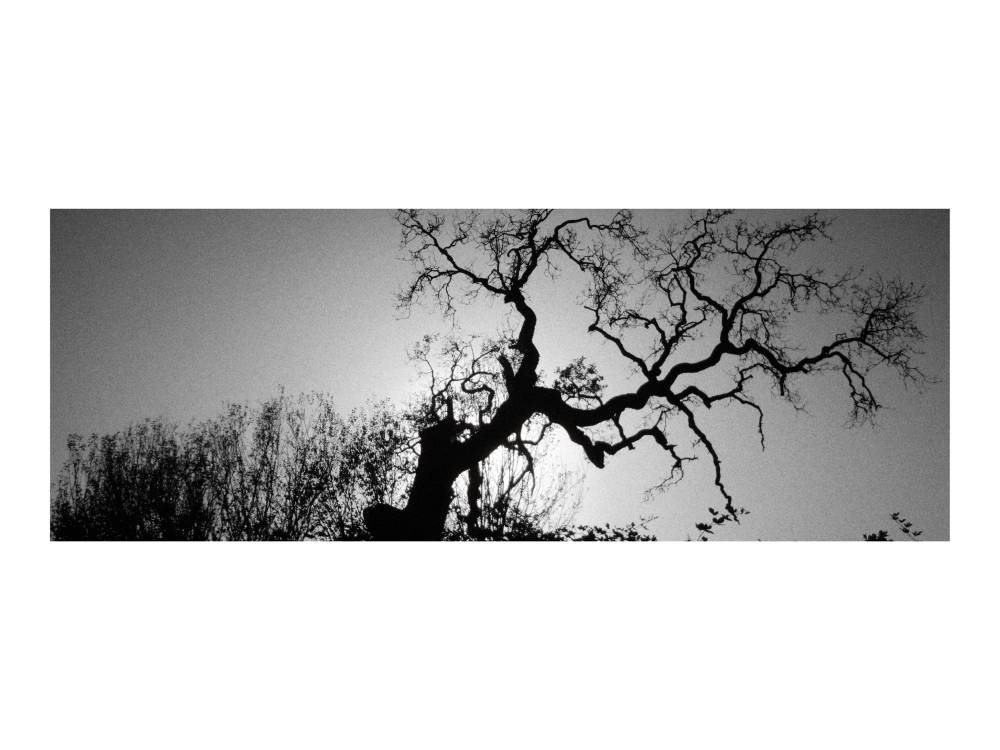 oak